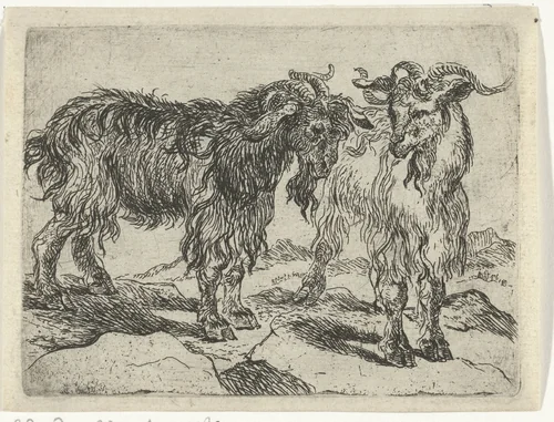 Twee geiten by Joannes Fijt, print, 1621-1661