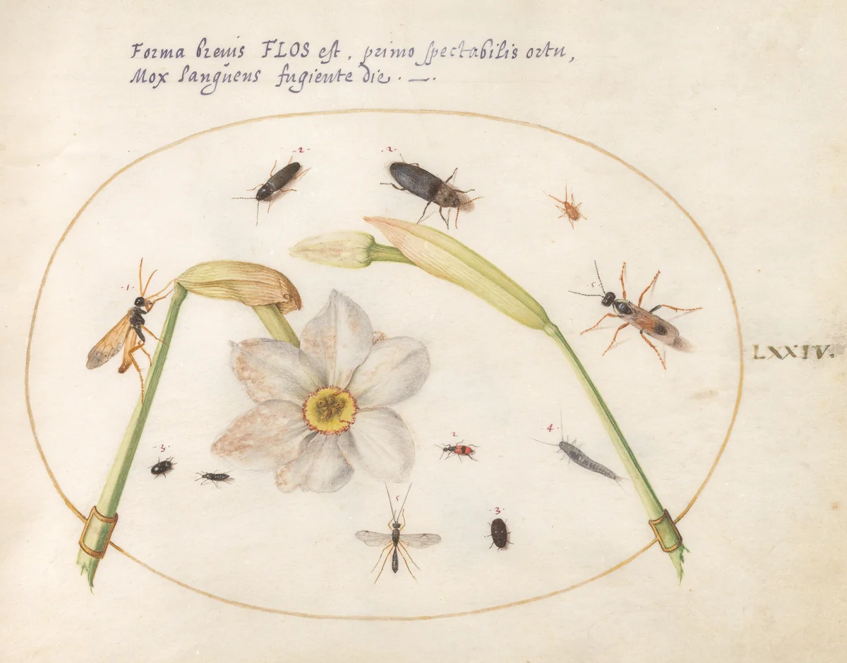 Plate 74: Insects with White Daffodils by Joris Hoefnagel, drawing, 1570-1599