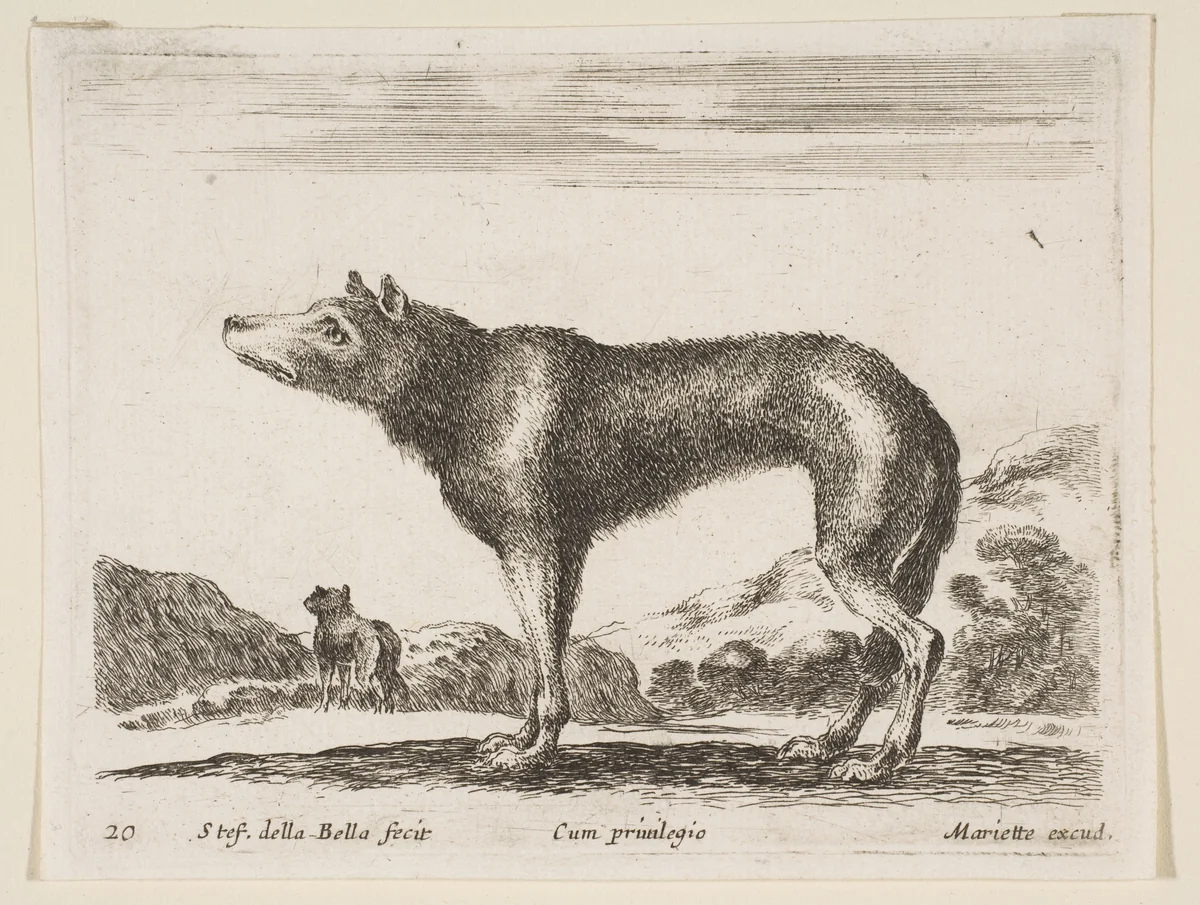Wolf, plate 20 from "Various Animals" (Diversi Animali) by Stefano della Bella, print, 1636-1646