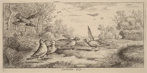 Garrulus, The Jay by Albert Flamen, print, 1620-1669