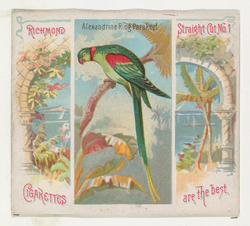 Alexandrine Ring Parakeet, from Birds of the Tropics series (N38) for Allen & Ginter Cigarettes by Allen & Ginter, print, 1889