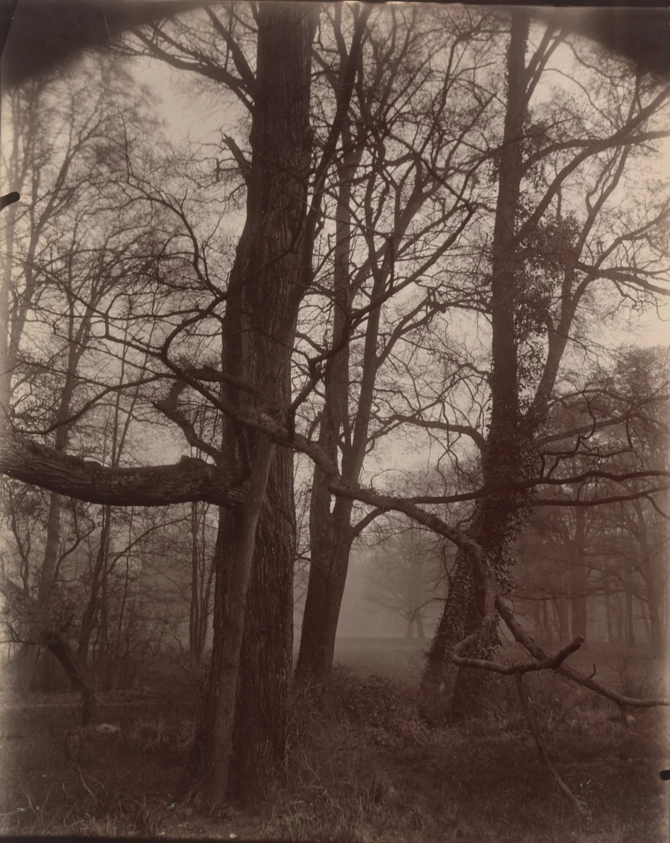 Saint-Cloud by Eugène Atget, photograph, 1926