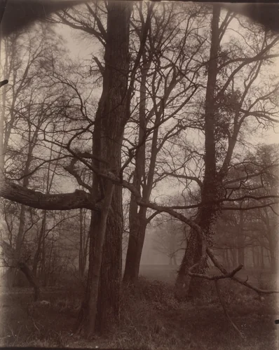 Saint-Cloud by Eugène Atget, photograph, 1926