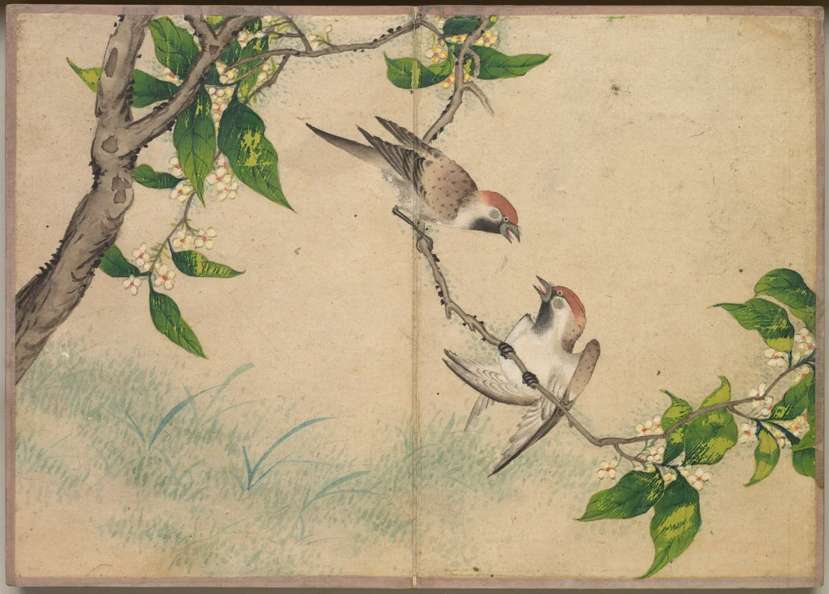 Desk Album: Flower and Bird Paintings (Gossiping Sparrows) by Zhang Ruoai, painting, 1700-1799