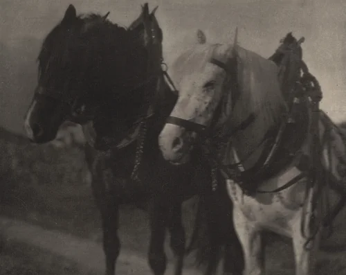 Horses by Alfred Stieglitz, photograph, 1904