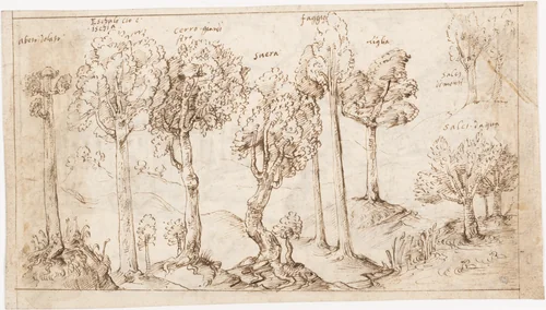 Recto: On Timber, the Species of Trees (Vitruvius, Book 2, Chapter 9, no. 4); Verso: On Timber, the Battle of Larignium (Vitruvius, Book 2, Chapter 9, no. 15).. by Sangallo family, drawing, 1530-1545