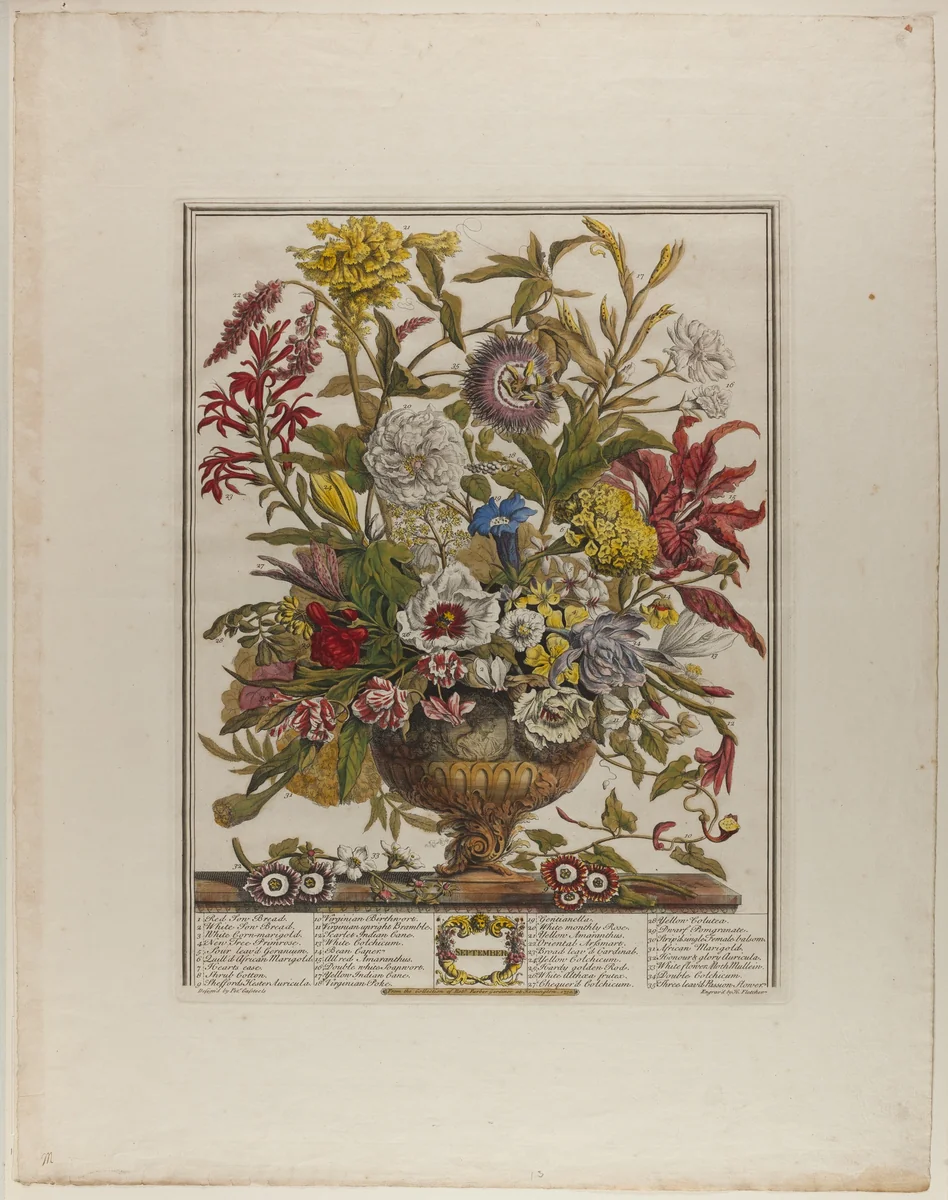 September, from Twelve Months of Flowers by Henry Fletcher
Peter Casteels III, print, 1730-1750