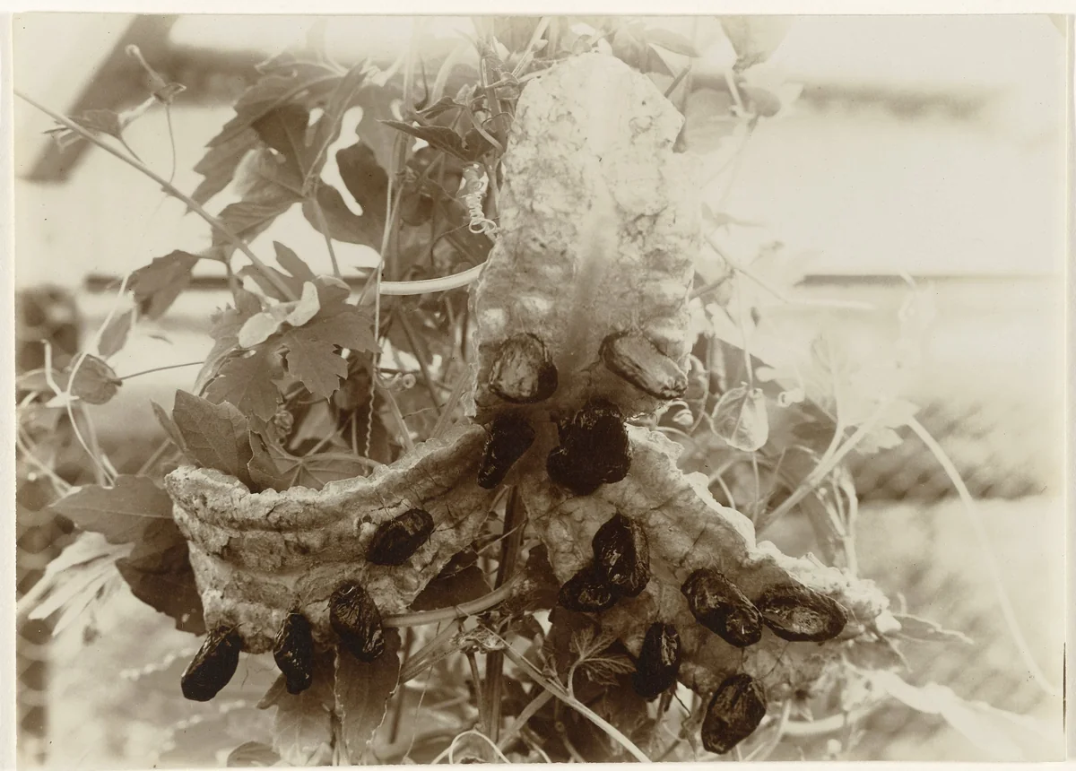 Detailopname van een gewas by Richard Tepe, photograph, 1900-1940