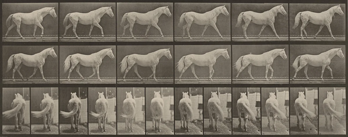 Plate Number 576. "Eagle" walking, free by Eadweard Muybridge, photograph, 1887