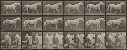 Plate Number 576. "Eagle" walking, free by Eadweard Muybridge, photograph, 1887