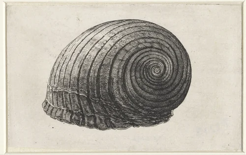 Schelp, tonna galea by Wenceslaus Hollar, print, 1644-1652
