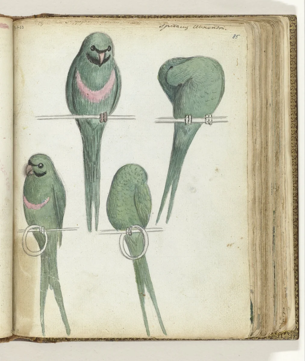 Dwergpapagaaien by Jan Brandes, drawing, 1785-1786