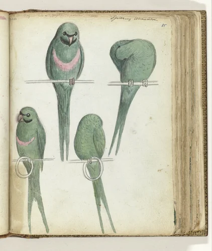 Dwergpapagaaien by Jan Brandes, drawing, 1785-1786