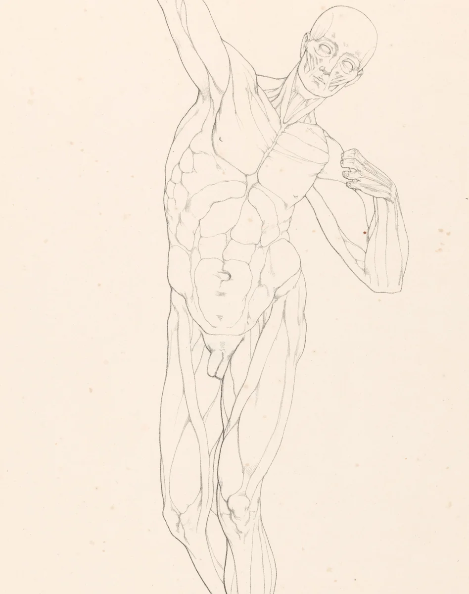 Tekenvoorbeeld van een staand écorché met gestrekte arm by Jean Augustin Daiwaille, print, 1820-1833
