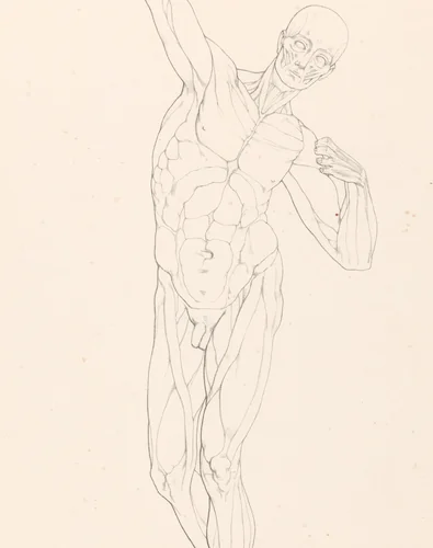 Tekenvoorbeeld van een staand écorché met gestrekte arm by Jean Augustin Daiwaille, print, 1820-1833