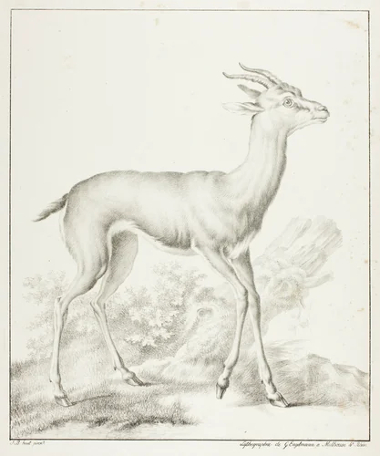 Antelope by Gottfried Engelmann
Jean Baptiste Huet
Jean-Baptist Huet, print, 1814-1815