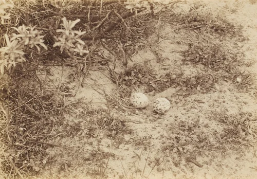 Eggs of a Stone-curlew or Plover by Richard Tepe, photograph, 1900-1909