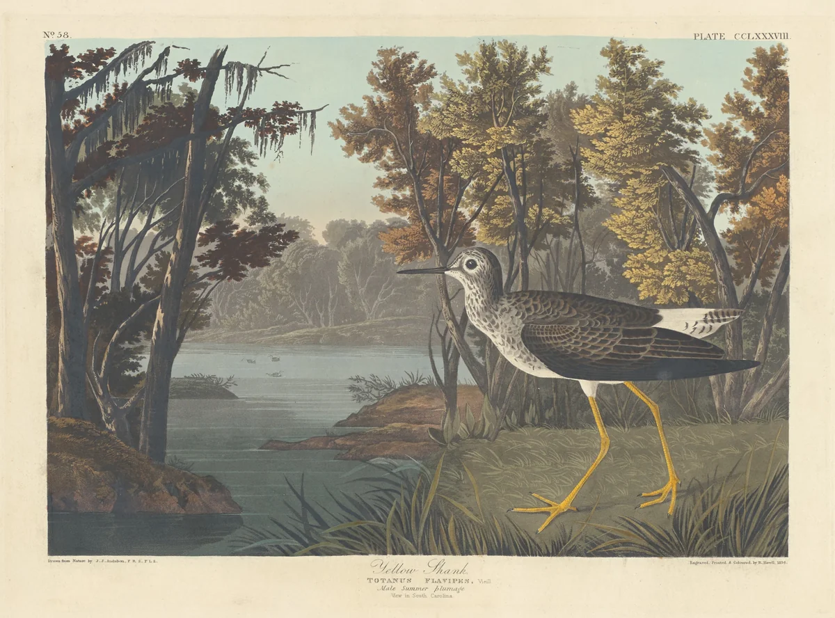 Yellow Shank by Robert Havell, Jr.; John James Audubon, print, 1836