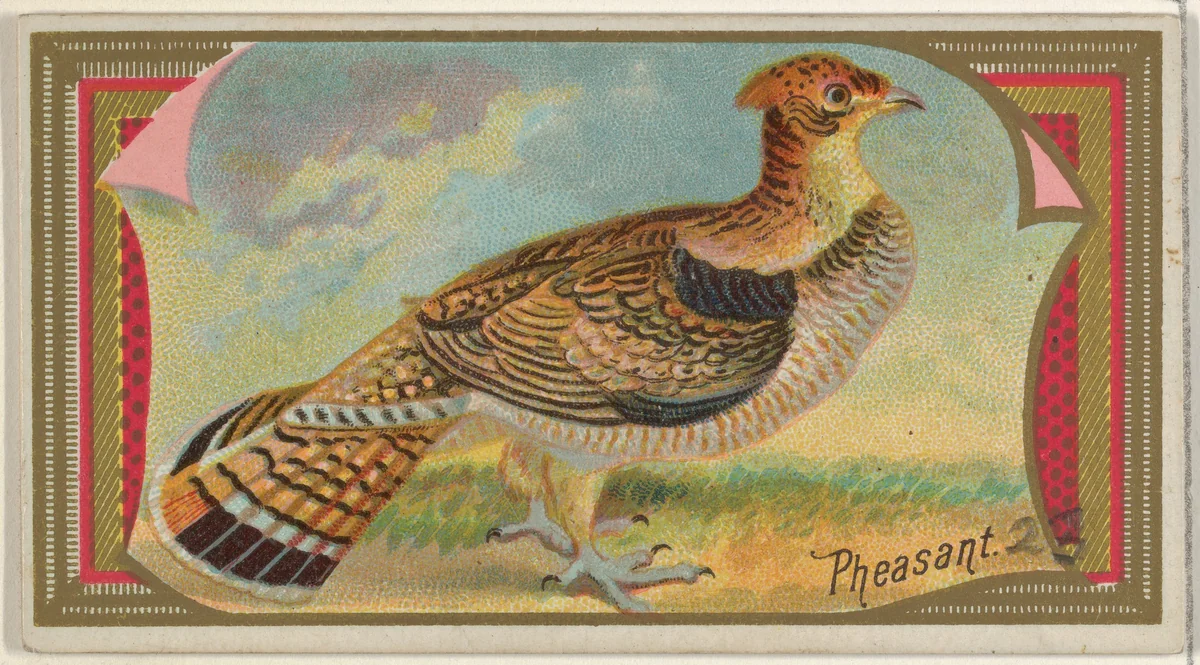 Pheasant, from the Game Birds series (N13) for Allen & Ginter Cigarettes Brands by Allen & Ginter, print, 1889