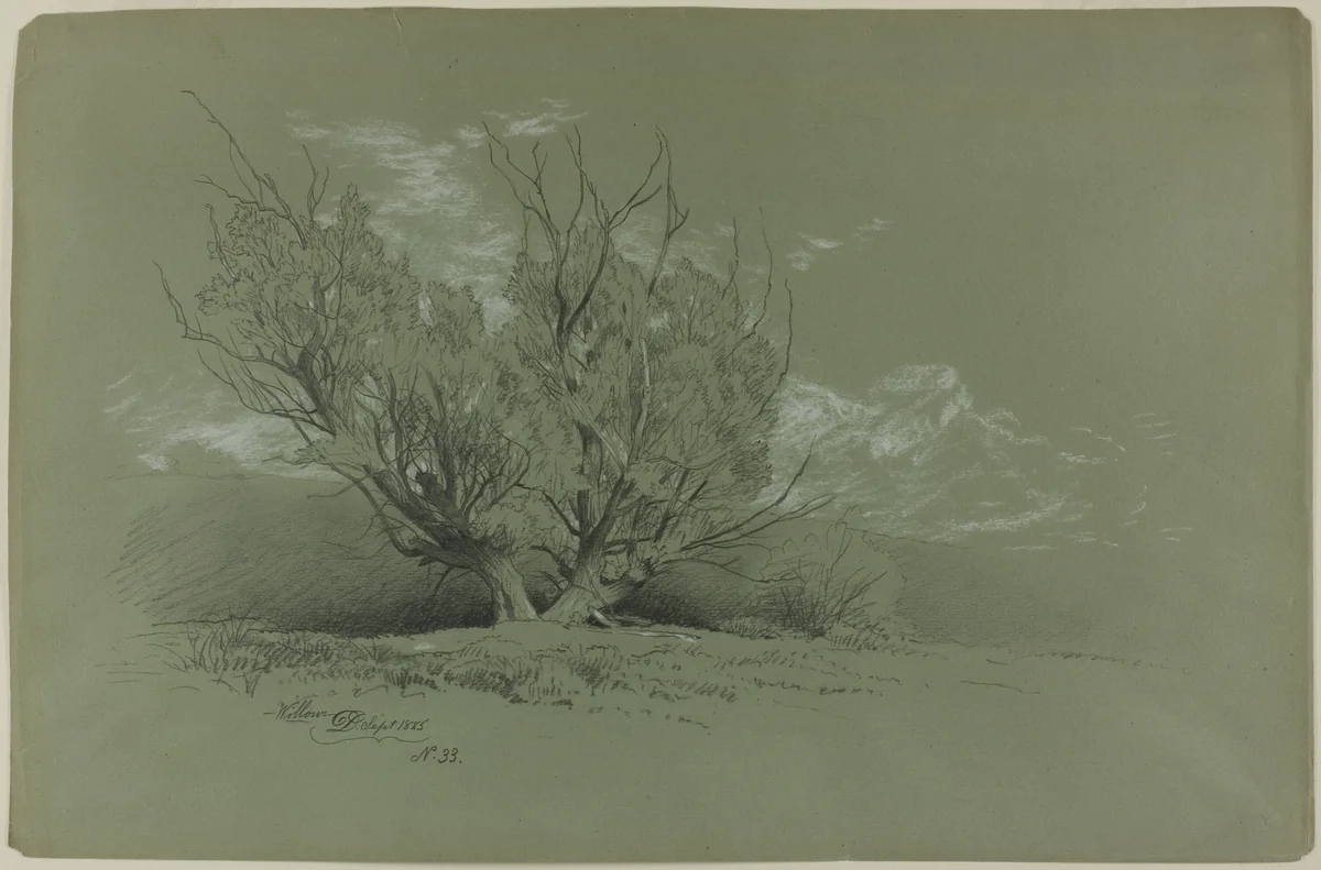 Willow by David Johnson, drawing, 1885