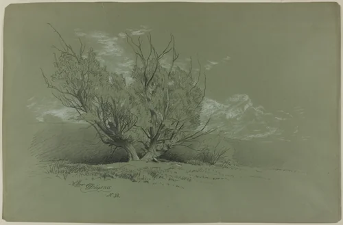 Willow by David Johnson, drawing, 1885