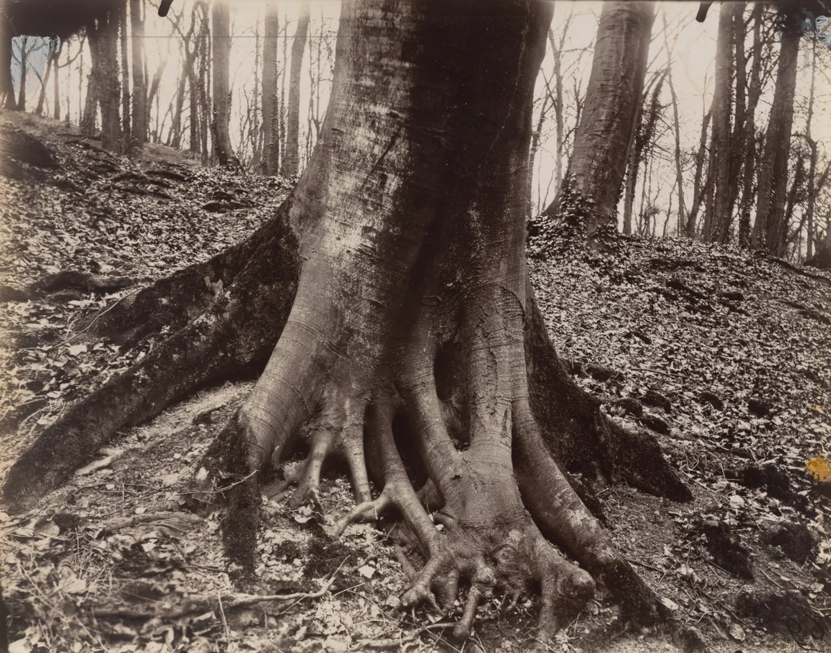 Saint-Cloud, arbre by Eugène Atget, photograph, 1915