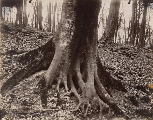 Saint-Cloud, arbre by Eugène Atget, photograph, 1915