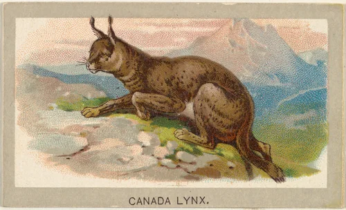 Canada Lynx, from the Animals of the World series (T180), issued by Abdul Cigarettes by Abdul Cigarettes, print, 1881