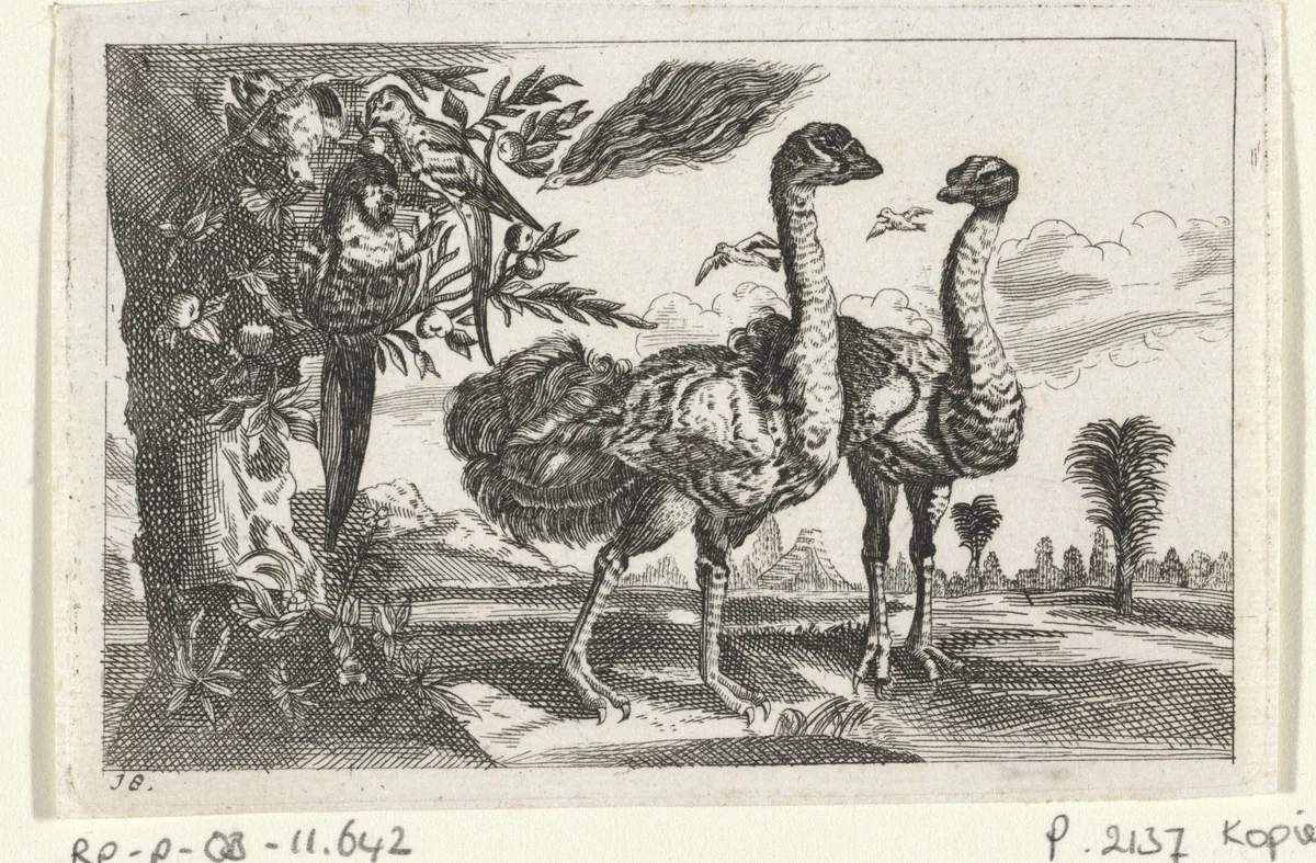 Twee struisvogels by anonymous, print, 1654-1750