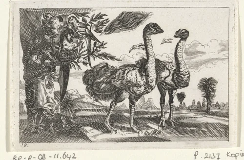 Twee struisvogels by anonymous, print, 1654-1750