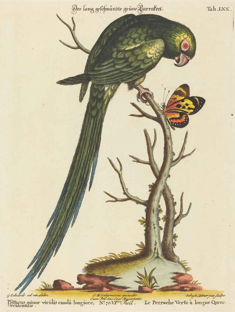 Psittacus minor viridis cauda longiore Occidentalis by Johann Sebastian Leitner; George Edwards, print, 1715-1795
