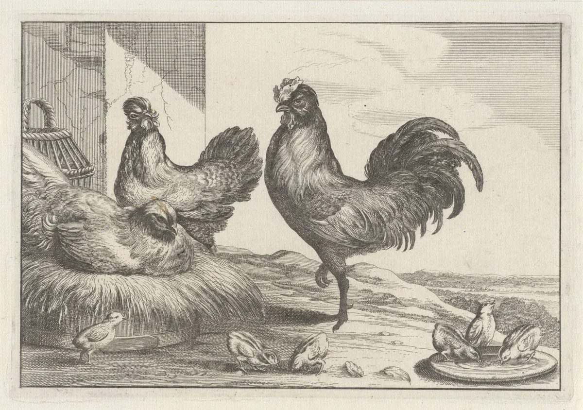 Kip, hanen en kuikens by anonymous, print, 1654-1712