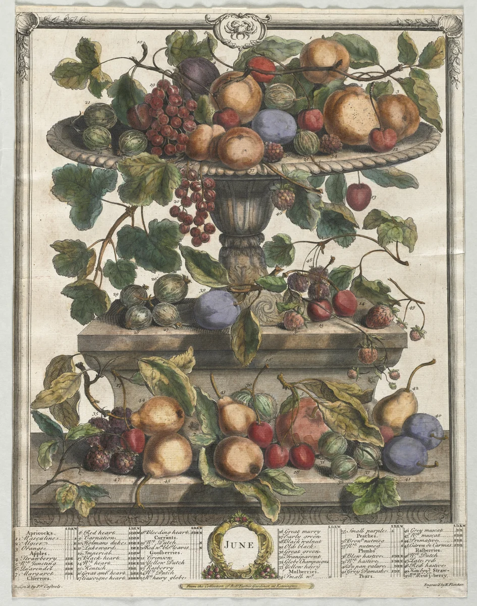 Twelve Months of Fruit: June by Henry Fletcher, print, 1732