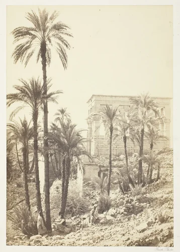 Group of Palms by Francis Frith, photograph, 1858-1862