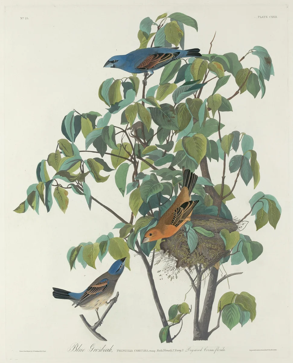 Blue Grosbeak by Robert Havell, Jr.; John James Audubon, print, 1831