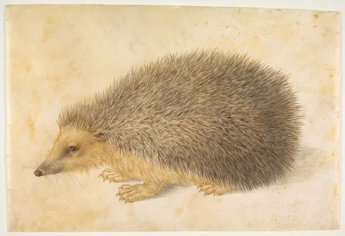 A Hedgehog (Erinaceus roumanicus) by Hans Hoffmann, drawing, 1570-1584