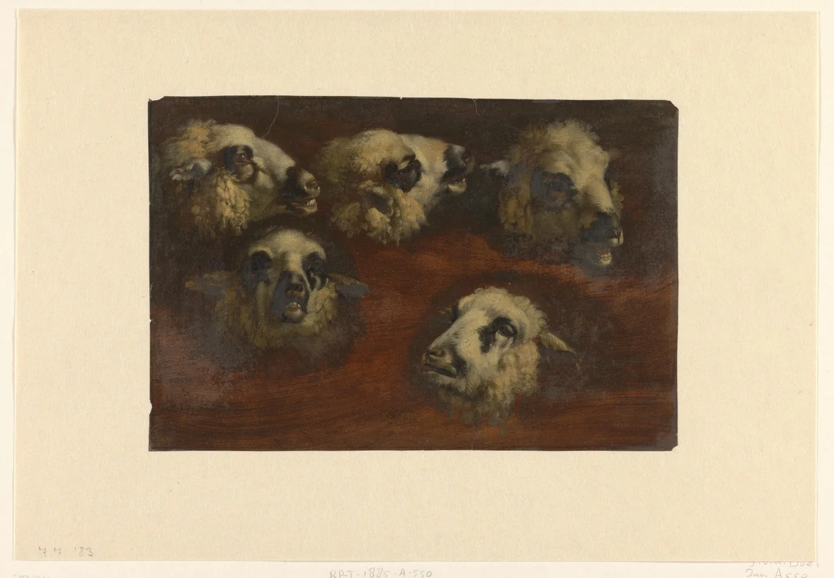 Five Studies of the Head of a Sheep by Jacob van der Does, drawing, 1624-1673