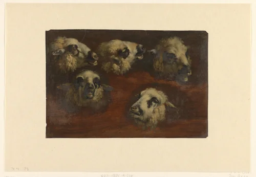 Five Studies of the Head of a Sheep by Jacob van der Does, drawing, 1624-1673