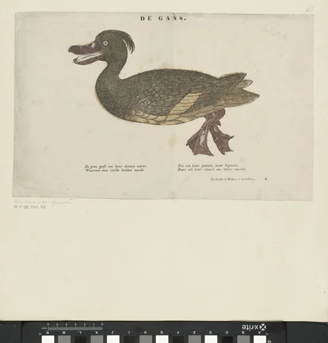 De gans by Unknown, print, 1555