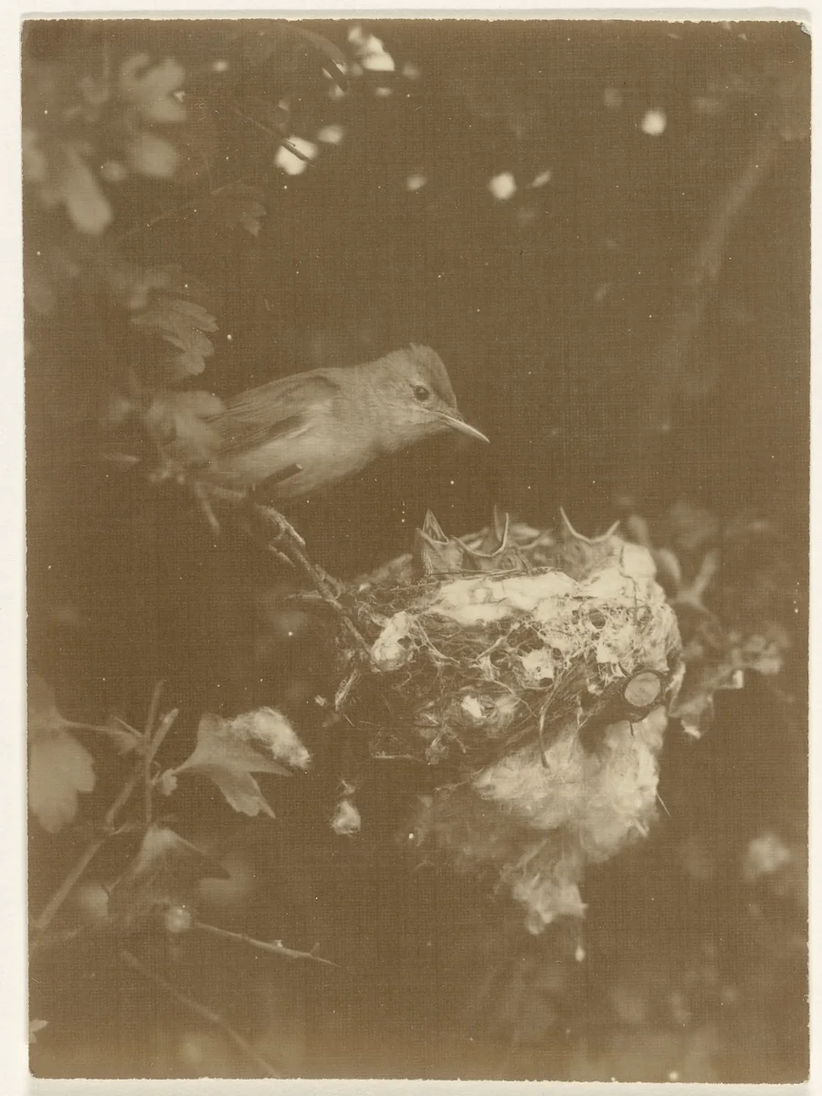 Vogel bij nest met kuikens in boom by Richard Tepe, photograph, 1900-1940