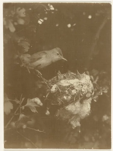 Vogel bij nest met kuikens in boom by Richard Tepe, photograph, 1900-1940