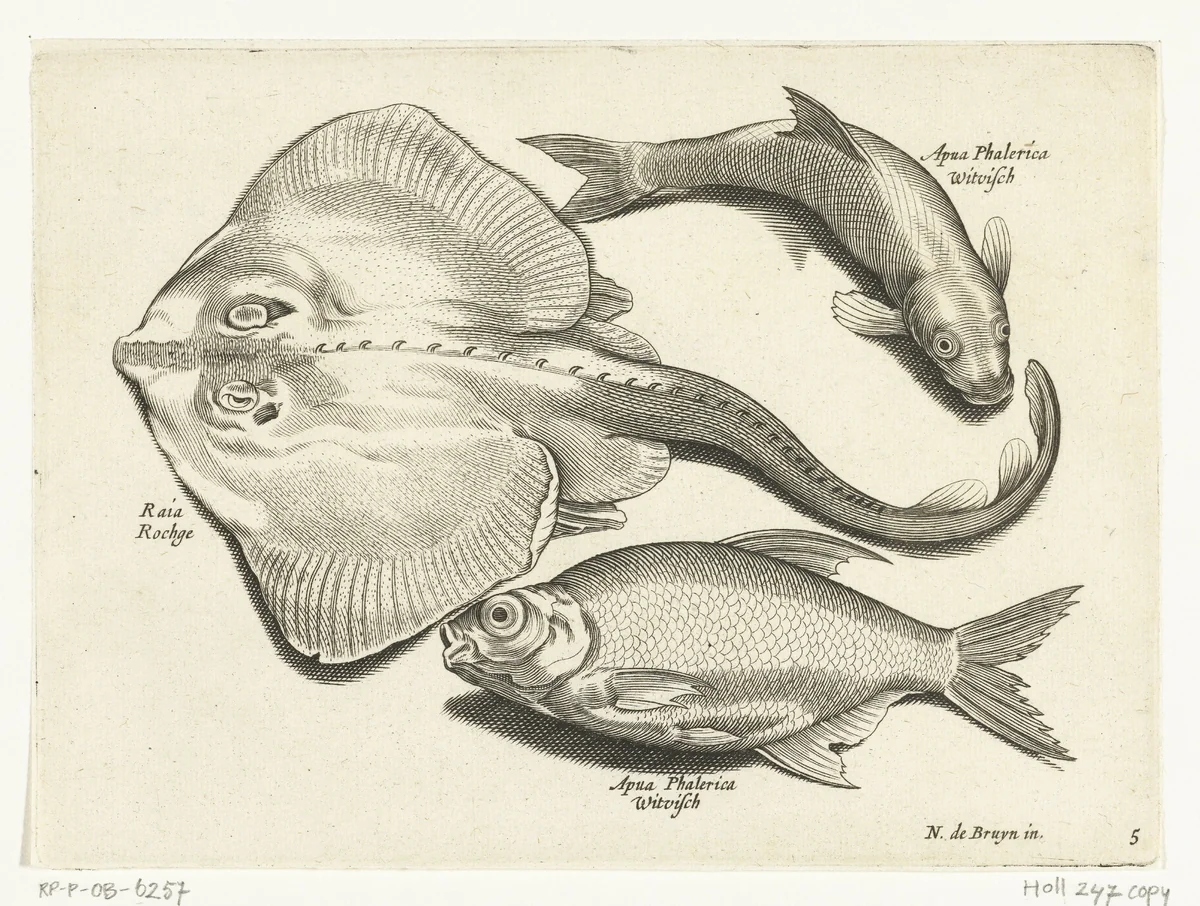 Rog, brasem en witvis by anonymous, print, 1581-1652