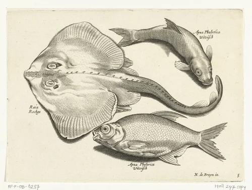 Rog, brasem en witvis by anonymous, print, 1581-1652