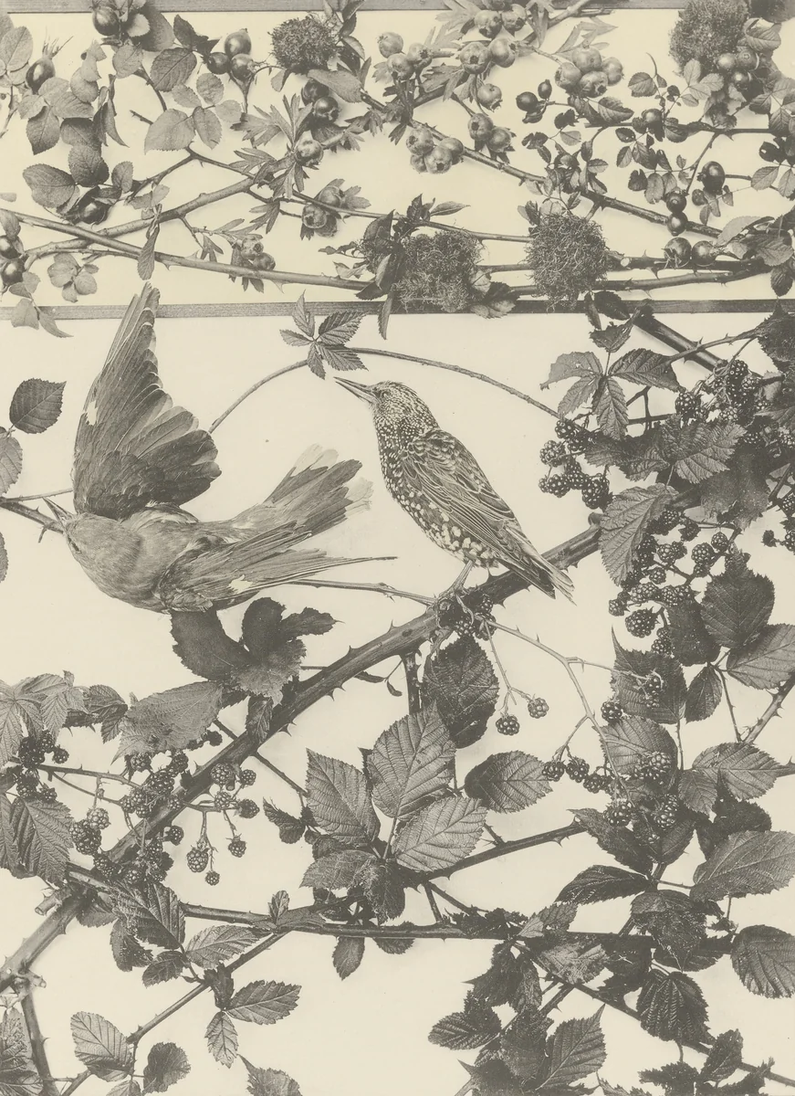 Page from Festons und Dekorative Gruppen by Unidentified Photographer, photograph, 1893