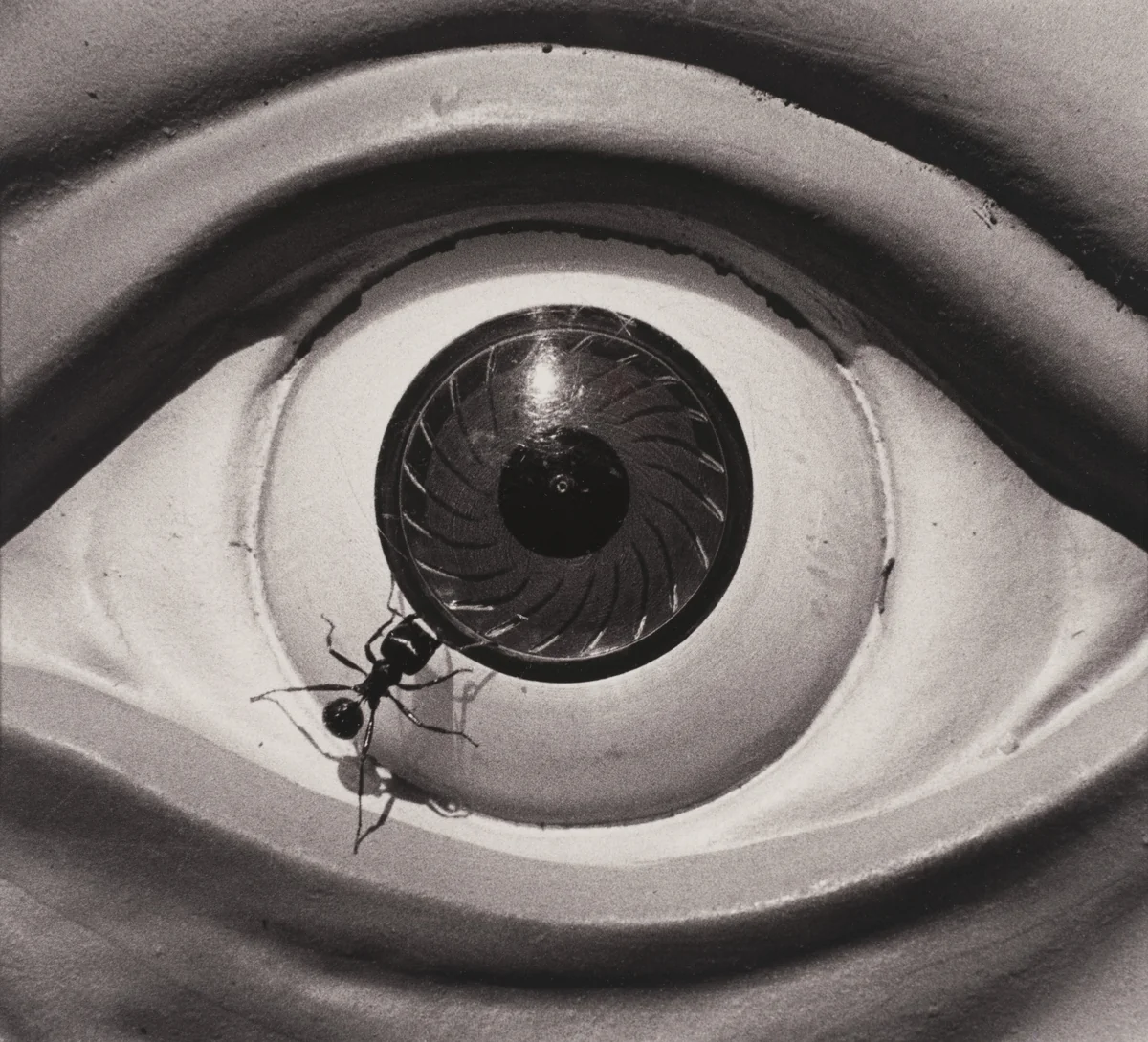 Untitled (Eye with Ant) by David Wojnarowicz, photograph, 1988