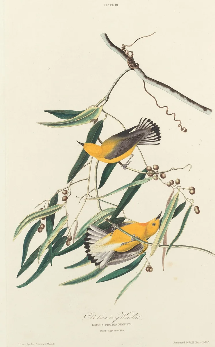 Prothonotary Warbler by William Home Lizars
John James Audubon, print, 1827