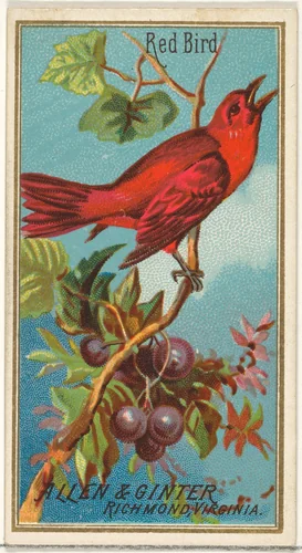 Red Bird, from the Birds of America series (N4) for Allen & Ginter Cigarettes Brands by Allen & Ginter, print, 1888