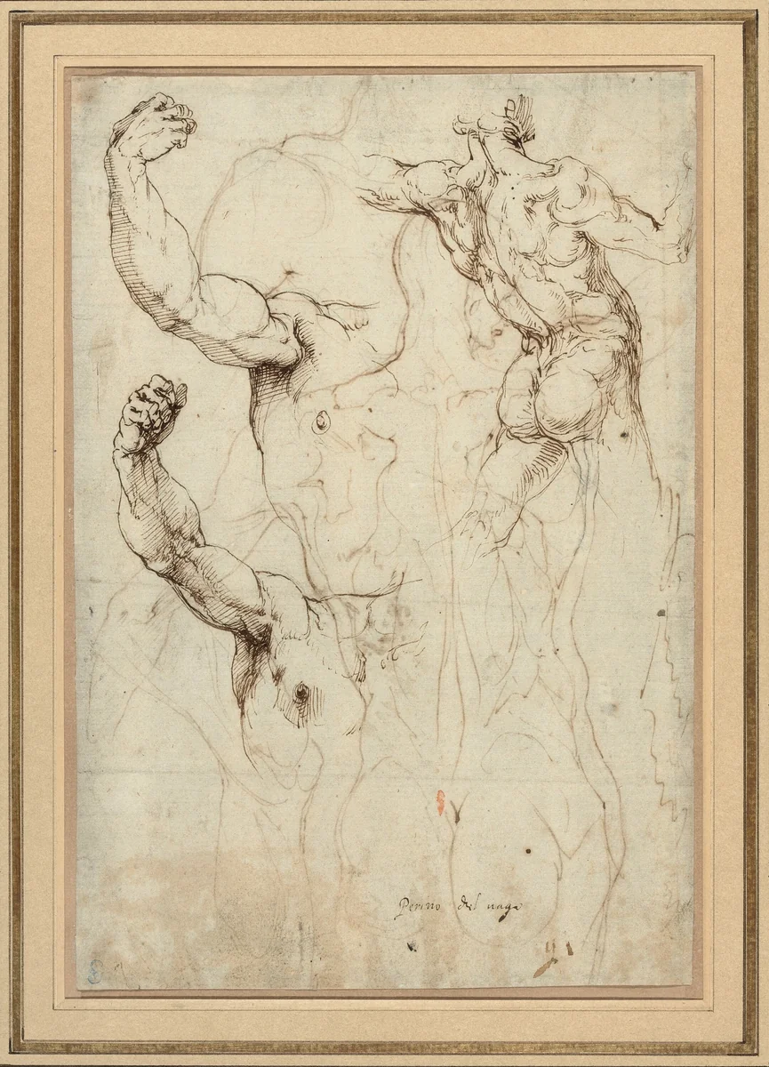 Study of a Nude Seen from the Back, and Two Studies of an Arm (recto); Nude Seen from the Back, with Subsidiary Studies of a Shoulder and Leg (verso) by Perino del Vaga, drawing, 1528