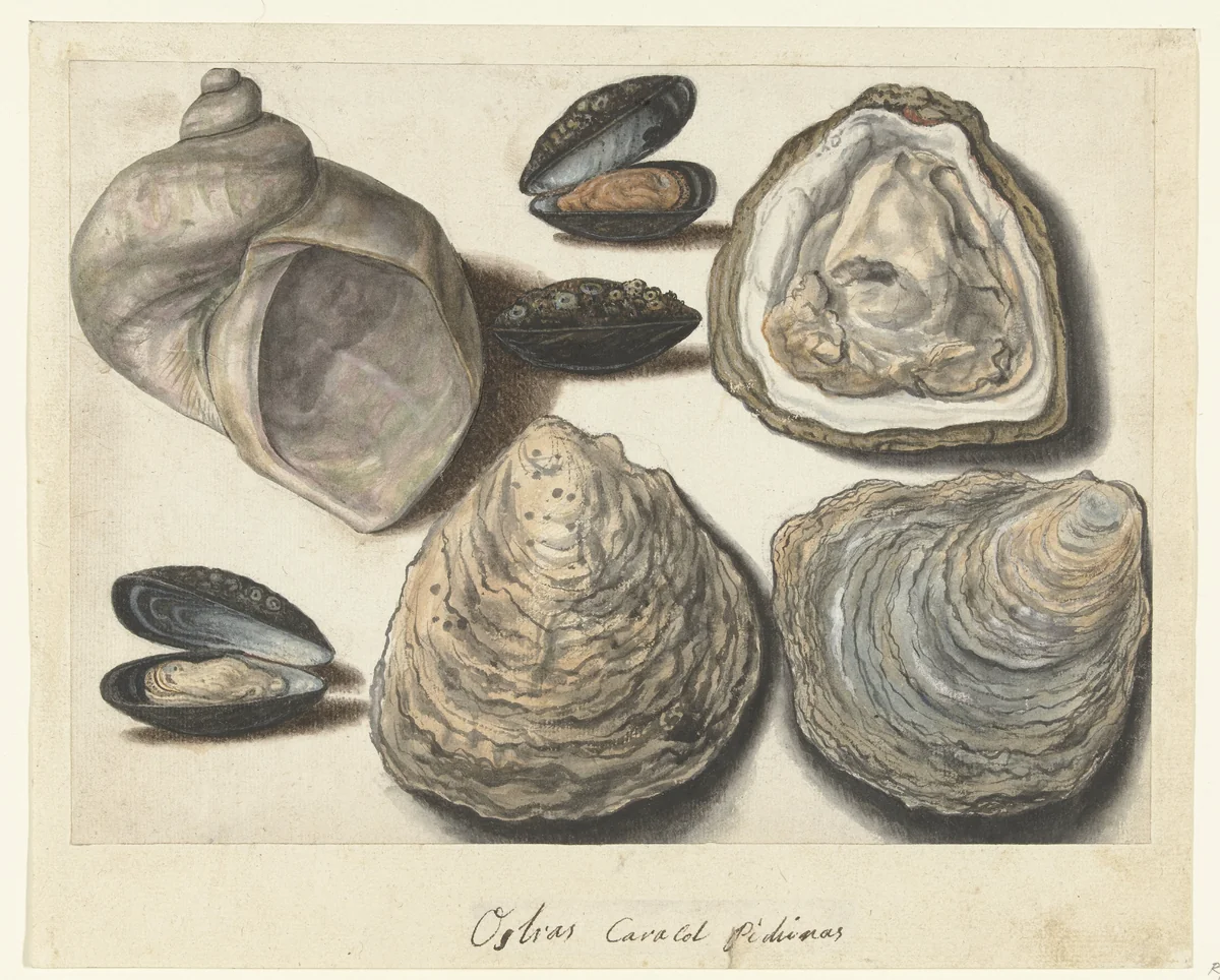 Oesters, Mosselen en Maanhoorn by anonymous, drawing, 1560-1585