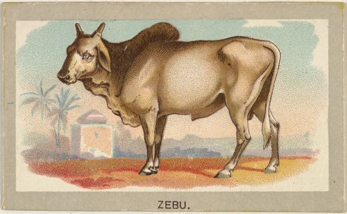Zebu, from the Animals of the World series (T180), issued by Abdul Cigarettes by Abdul Cigarettes, print, 1881